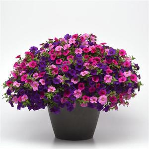 HB Sweet Melody combo Hanging Basket (c16)